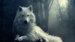 Animals Wolves Yorkshire