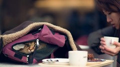 Animals woman cats bag asians