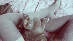 Animals woman cats legs stockings pets body parts domestic cat