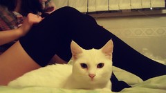 Animals woman cats legs stockings pets white cat black 