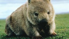 Animals wombat