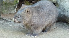 Animals wombat