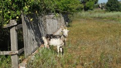 Animals Wooden fence Goats