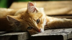 Animals wooden surface cats