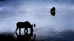 Animals Wyoming silhouettes ripples national geographic rivers 