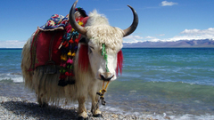 Animals yak