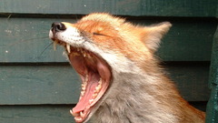 Animals yawns foxes