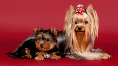 Animals yorkshire terrier