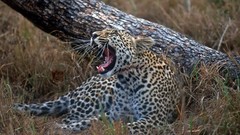 Animals young Leopards South Africa tree trunk