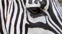 Animals zebra
