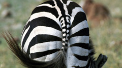 Animals zebras