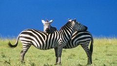 Animals zebras animal