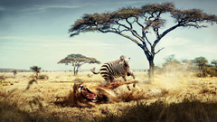 Animals zebras Lions