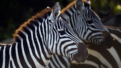 Animals zebras savage African Wild Life