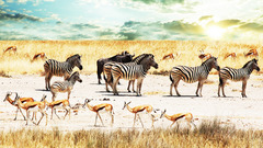Animals zebras sunlight Africa