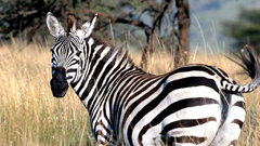 Animals zebras zebra animal
