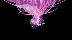 Anime anime girls mahou shoujo madoka magica akemi homura 