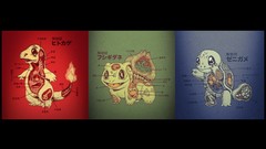 Anime Pokemon anatomy bulbasaur squirtle charmander starter