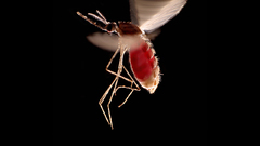 Anopheles mosquito insect