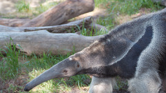 Anteater