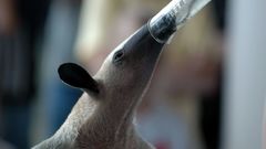 Anteater