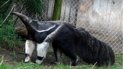 Anteater animal