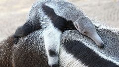 Anteater sleeping baby animals