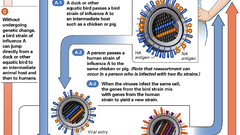 Antigenicshift hires high