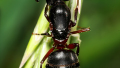 Ants Animals insects