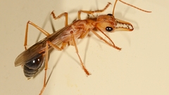 Ants Australia bulldog ant