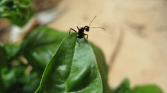 ants basil macro leaves insect Animals