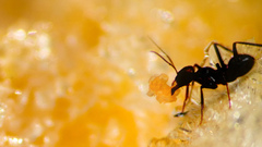 Ants Bug ant insects