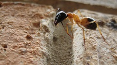 ants macro insect rock Camponotus Animals