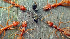 Ants macro Weaver insect