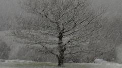 Any winter Wonderland papers