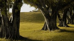 Anyone have larger version