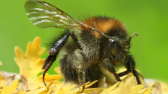 Apinae Bombus pascuorum high