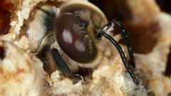 Apis mellifera carnica drone