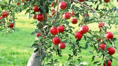 Apples fruits fruit trees