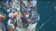 Aquaculture mussel full high