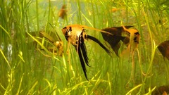 Aquarium fish Aquarium and