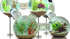 Aquarium fish tank