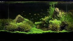 Aquarium high Resolution