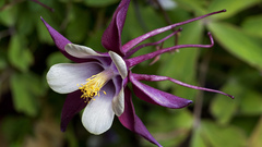 Aquilegia purple flowers