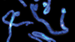 Arabidopsis chromosomes chromsomes high