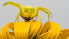 Arachnids Animals insects camouflage