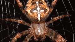 Araneus diadematus spiders crawl