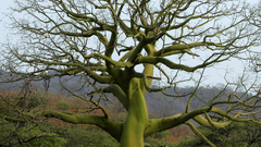 Arbol ceiba looking for