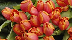 Archigraph 1 Archigraph