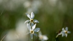 Archigraph Reza farsipack